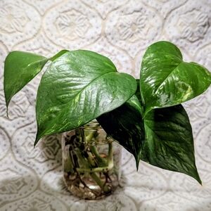 Well Rooted Pothos Plant for Aquariums, Pet Tank. Jar Not Included.